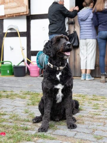 Hofhund Paul